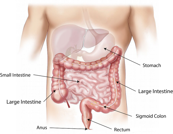 How To Keep Your Gut Healthy With Colon Hydrotherapy