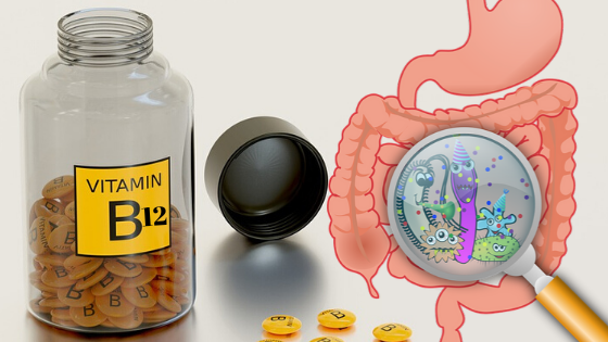 Vitamin B12 Myths - Can humans produce vitamin B12 in the gut?
