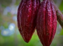 cacao food of the gods