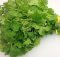 Coriander (Cilantro) Is More Than Just An Aromatic Herb