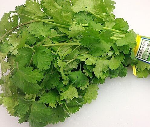 Coriander (Cilantro) Is More Than Just An Aromatic Herb