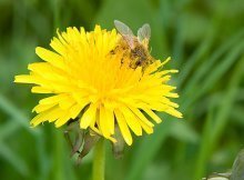 Dandelion the medical herb - Do Not Mow Them, Eat Them!