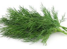 Dill Is An Aromatic Healthy Herb And Medical Plant