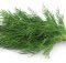 Dill Is An Aromatic Healthy Herb And Medical Plant