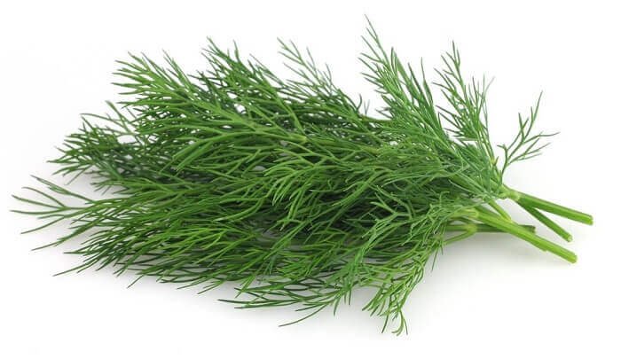 Dill Is An Aromatic Healthy Herb And Medical Plant