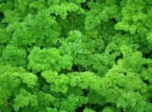 parsley