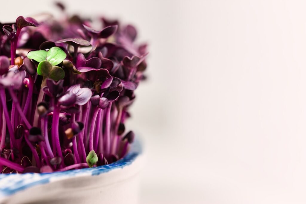 Microgreens Are Delicious And A Healthy Superfood