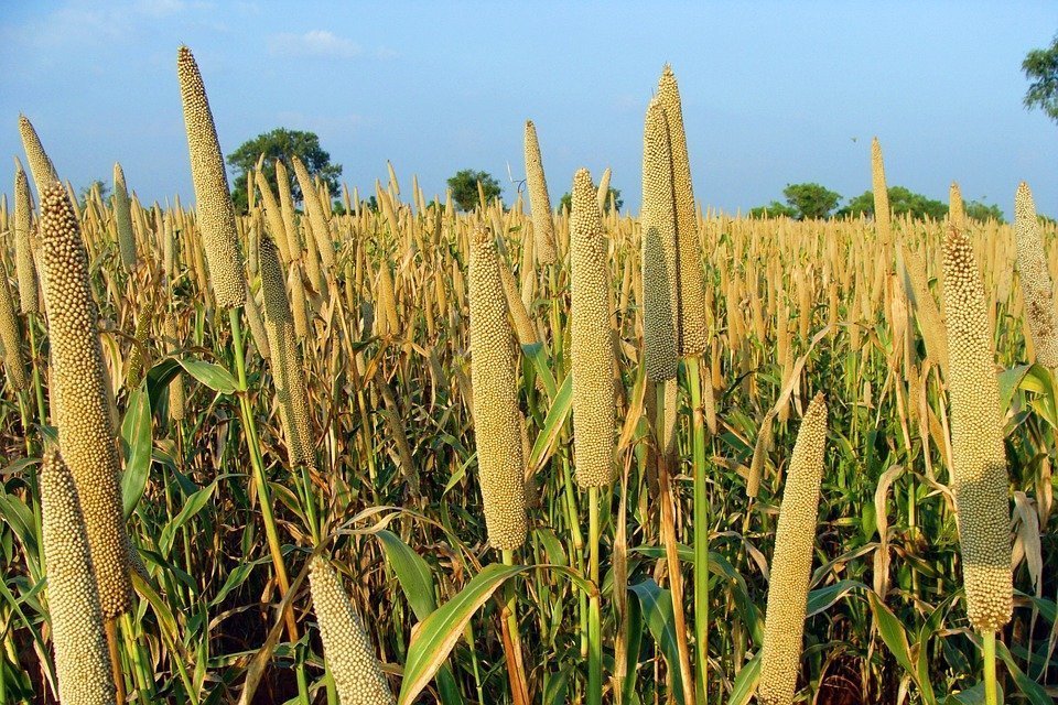 Millet In Africa Everything You Need to Know (Plus a Millet Recipe)