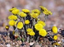 coltsfoot