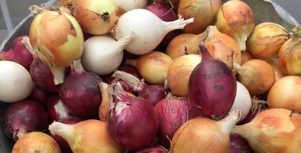 HEALTHY ONIONS: A STAPLE INGREDIENT IN EVERY KITCHEN
