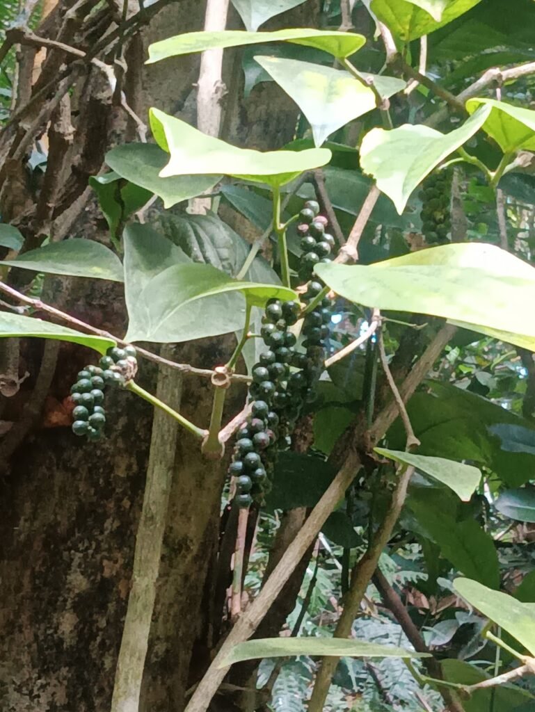 Exploring the World of Peppercorns: A Flavor Journey